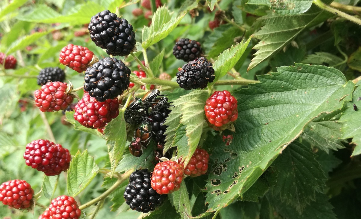 Popillia japonica su more